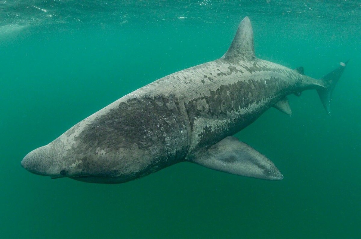 Исполинская акула