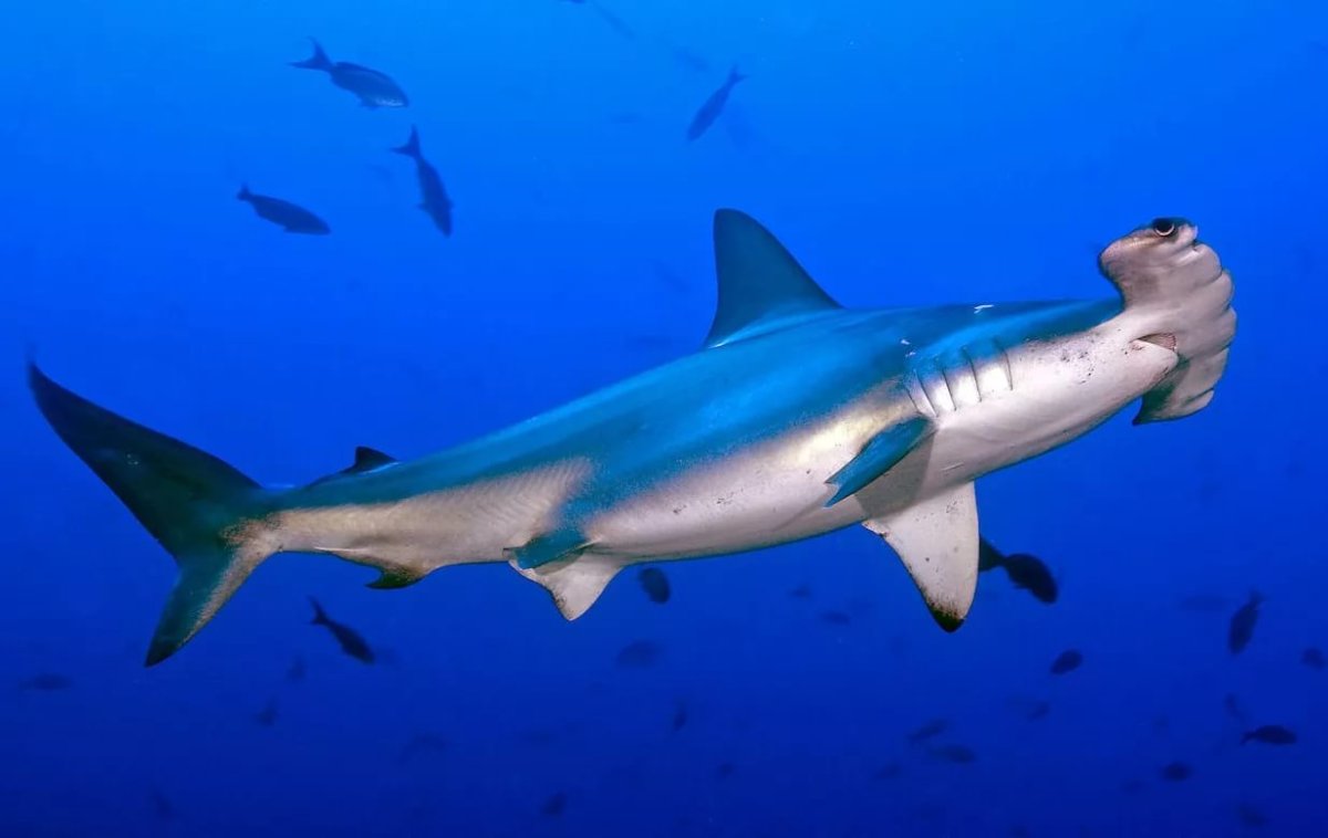 Отряд Кархаринообразные акулы