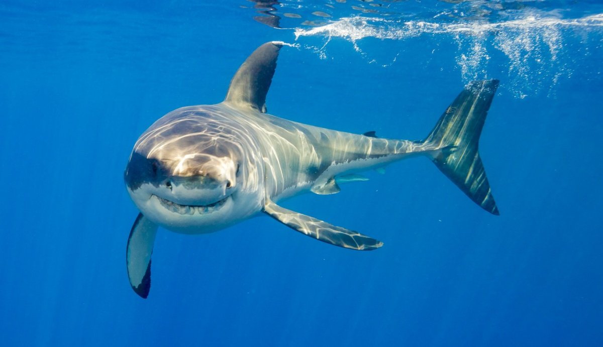 Акулы в Австралии