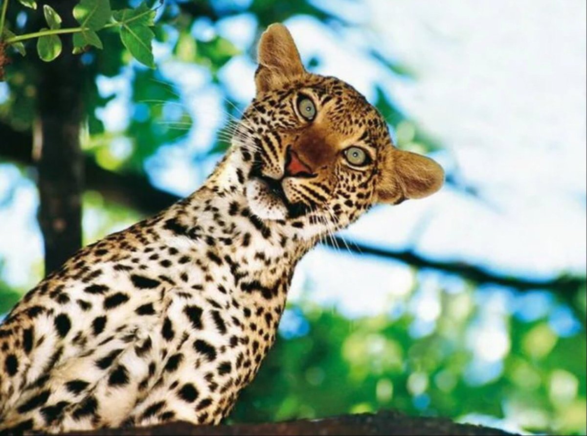 Смешной леопард