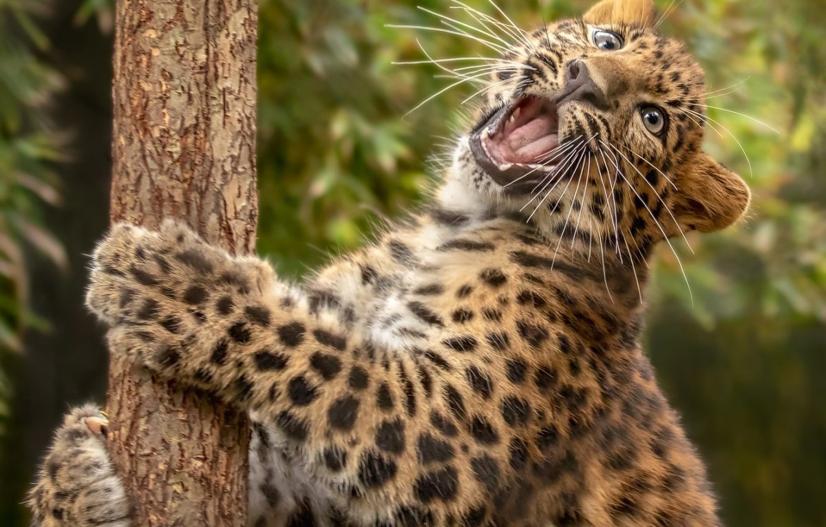 Детеныш леопарда