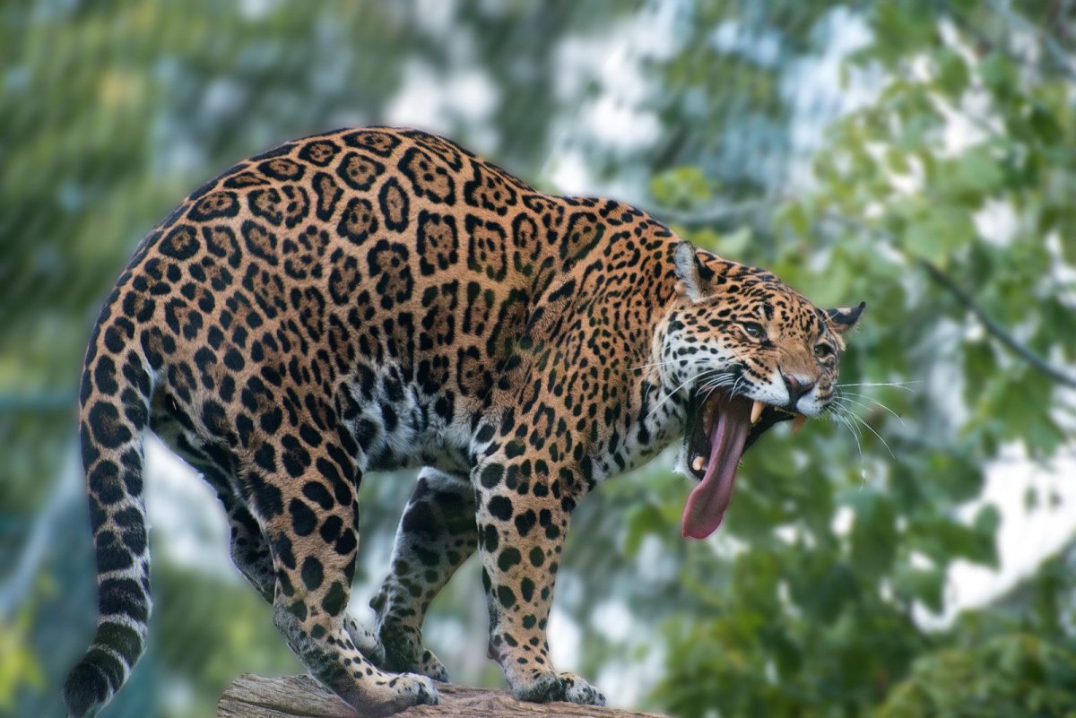 Язык ягуара