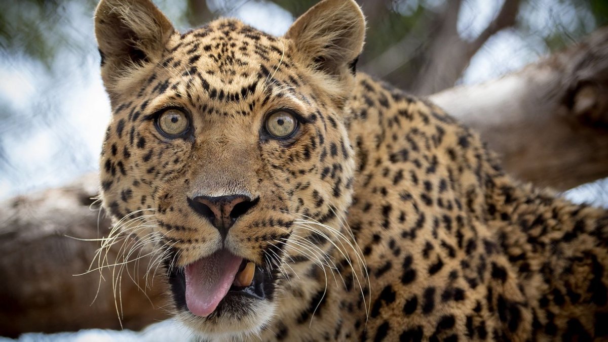 Смешной леопард