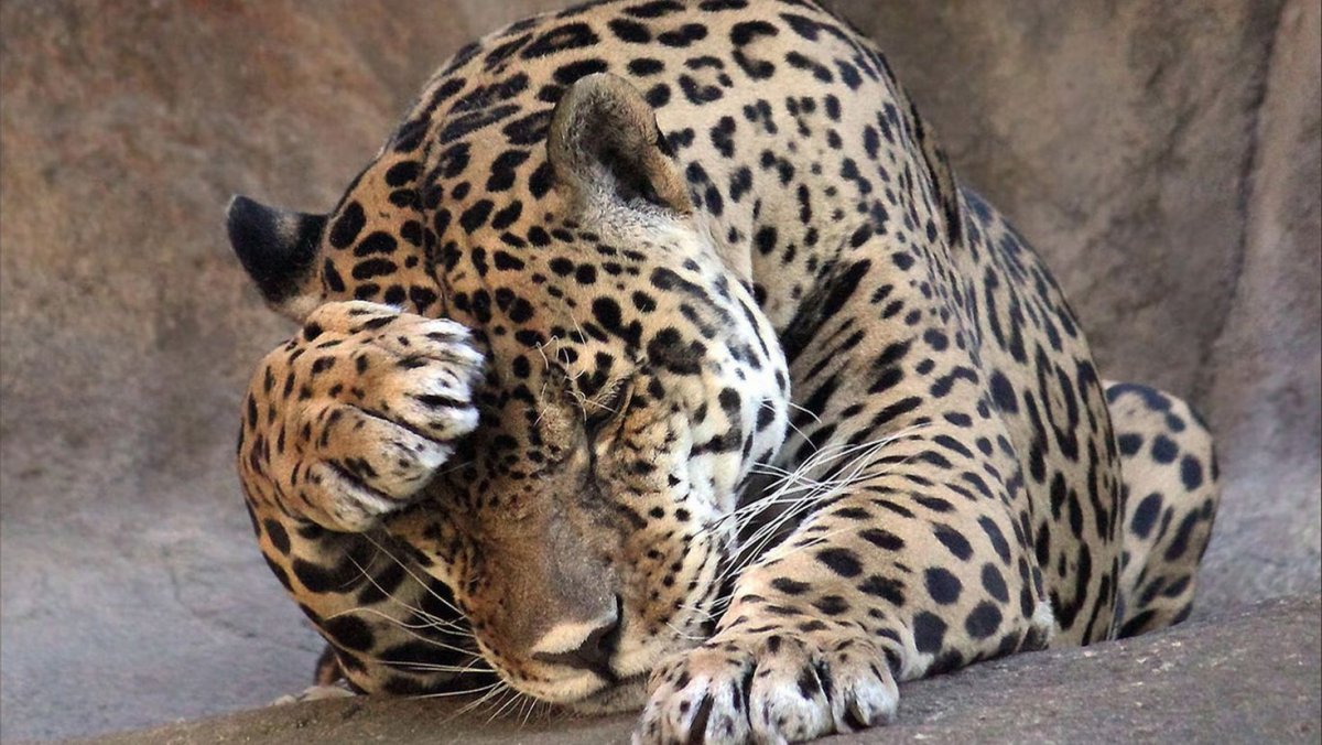 Ягуар кошка и леопард