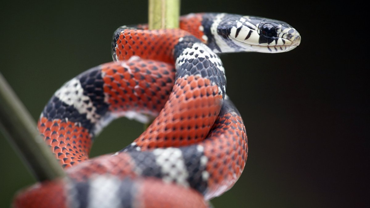 Синалойская Королевская змея