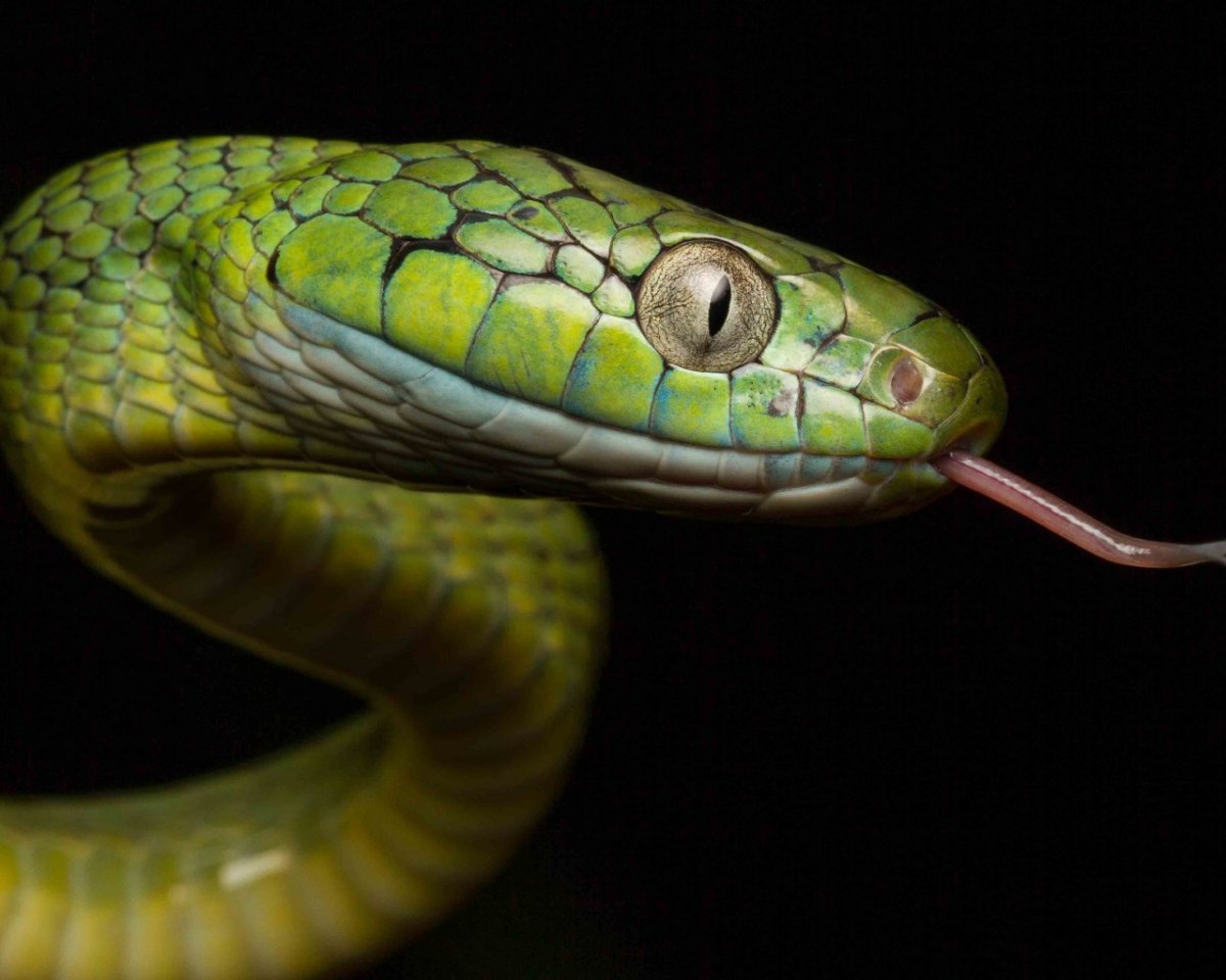 Моноклевая Кобра