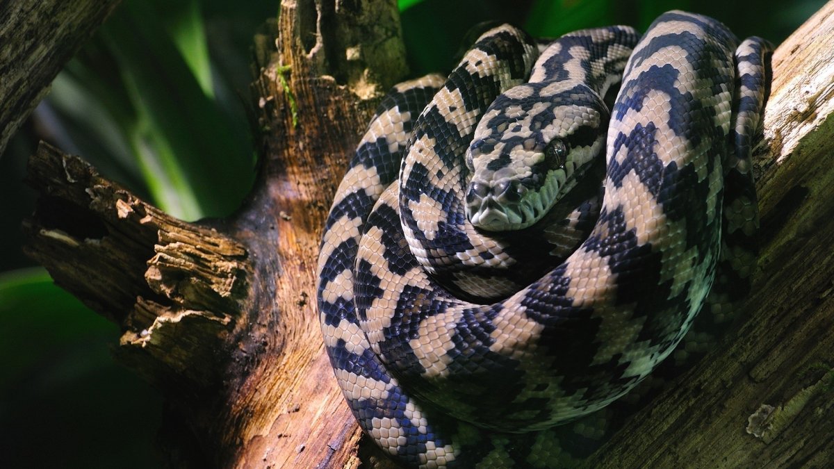 Кольчатый питон