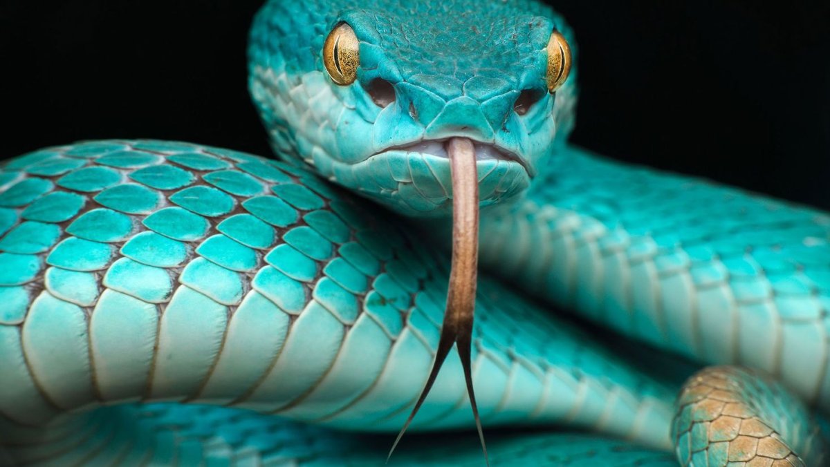 Смарагдовый полоз