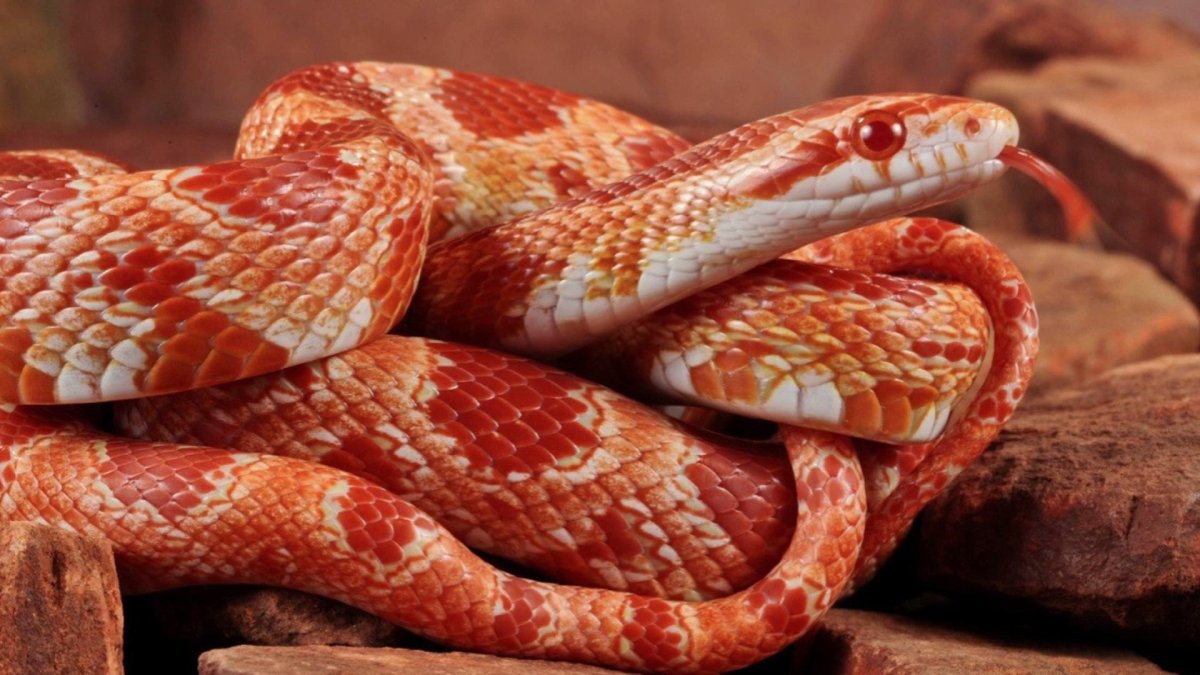 Кукурузная змея