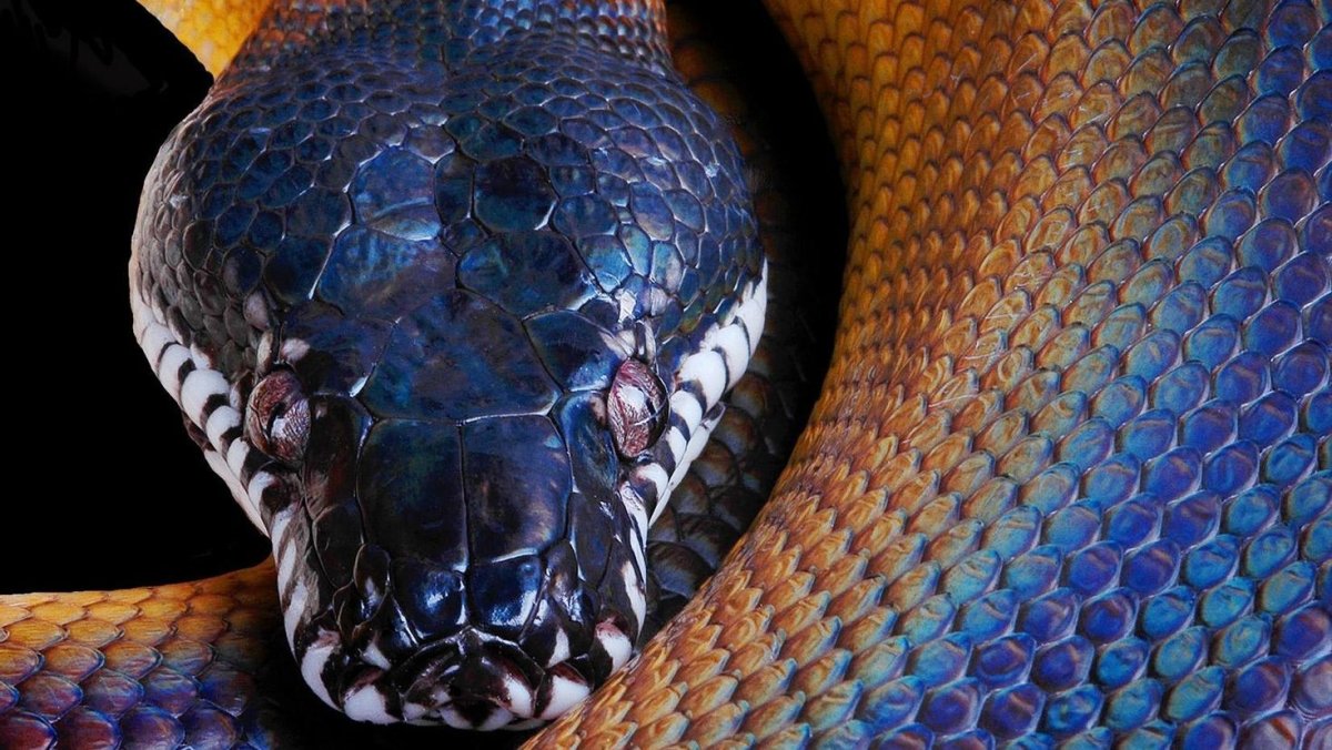 Южный белогубый питон