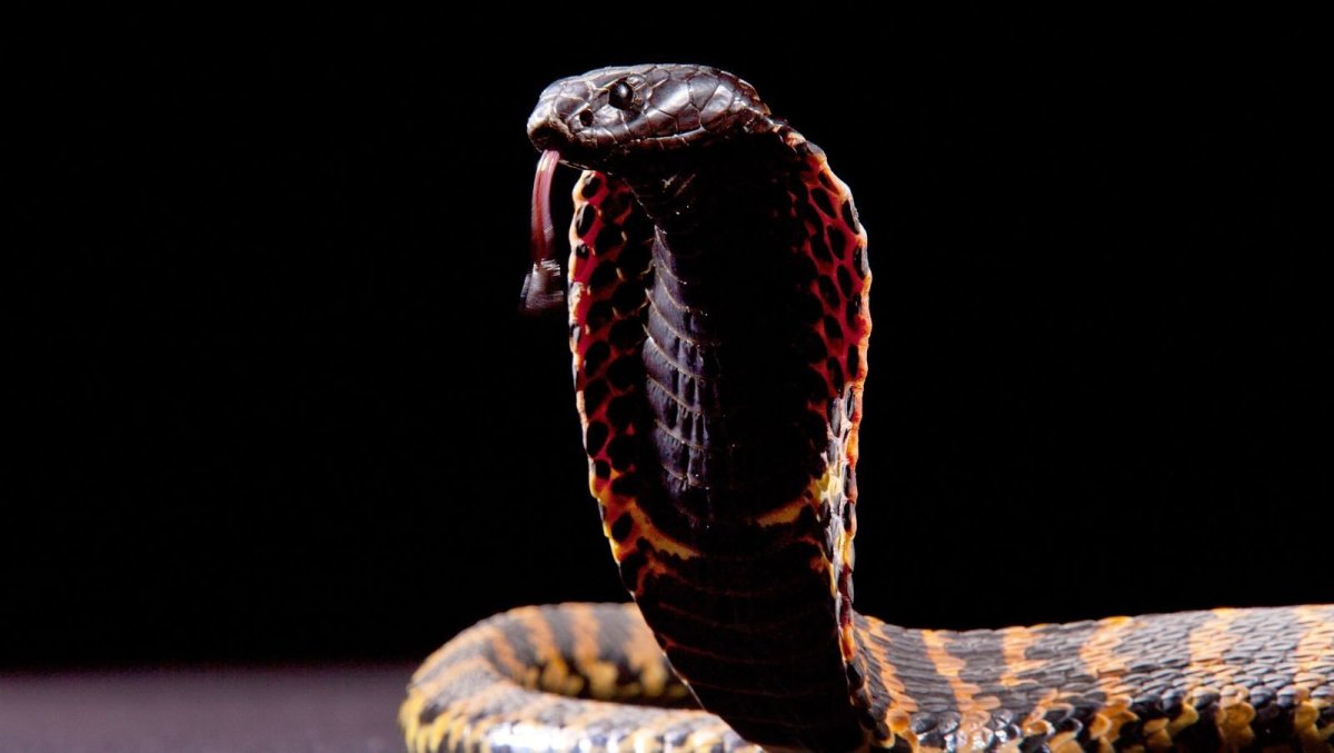 Краснобрюхий Аспид