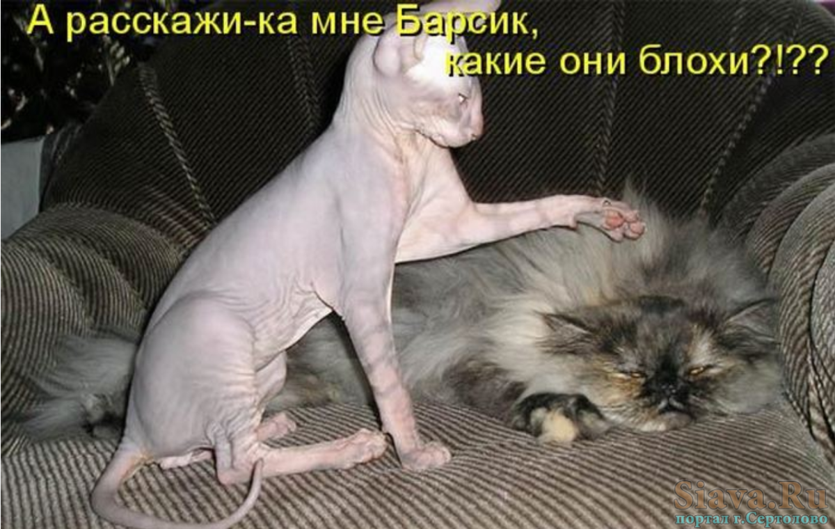 Котик для поднятия настроения с надписями
