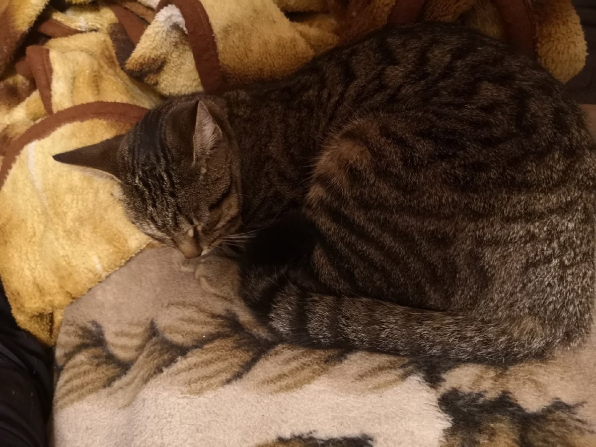 Гладкошерстный котенок 2 месяца