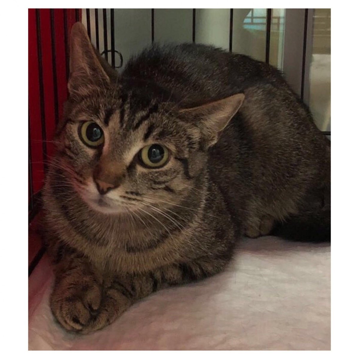 Домашний кот