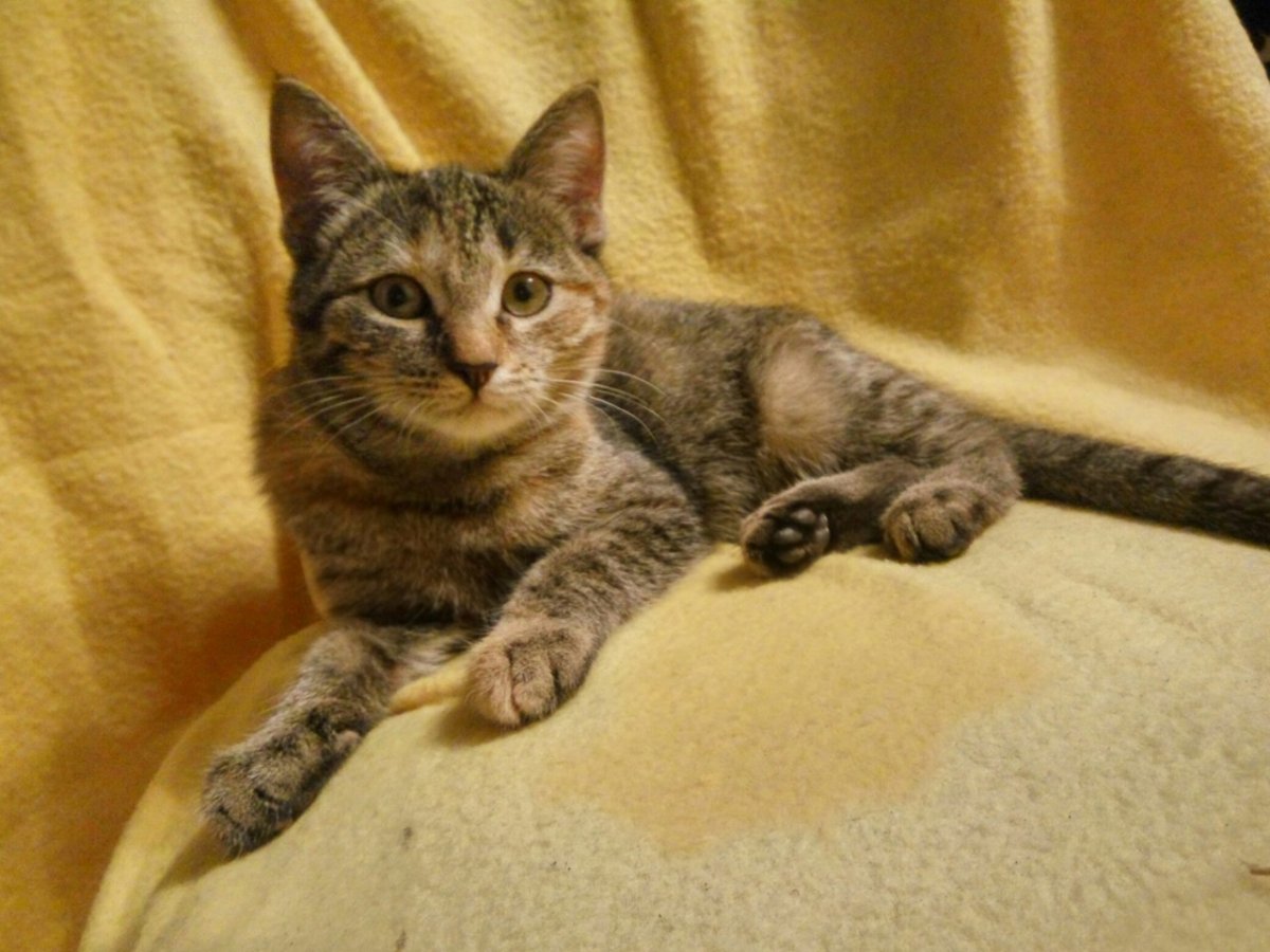 Самый крупный беспородный кот