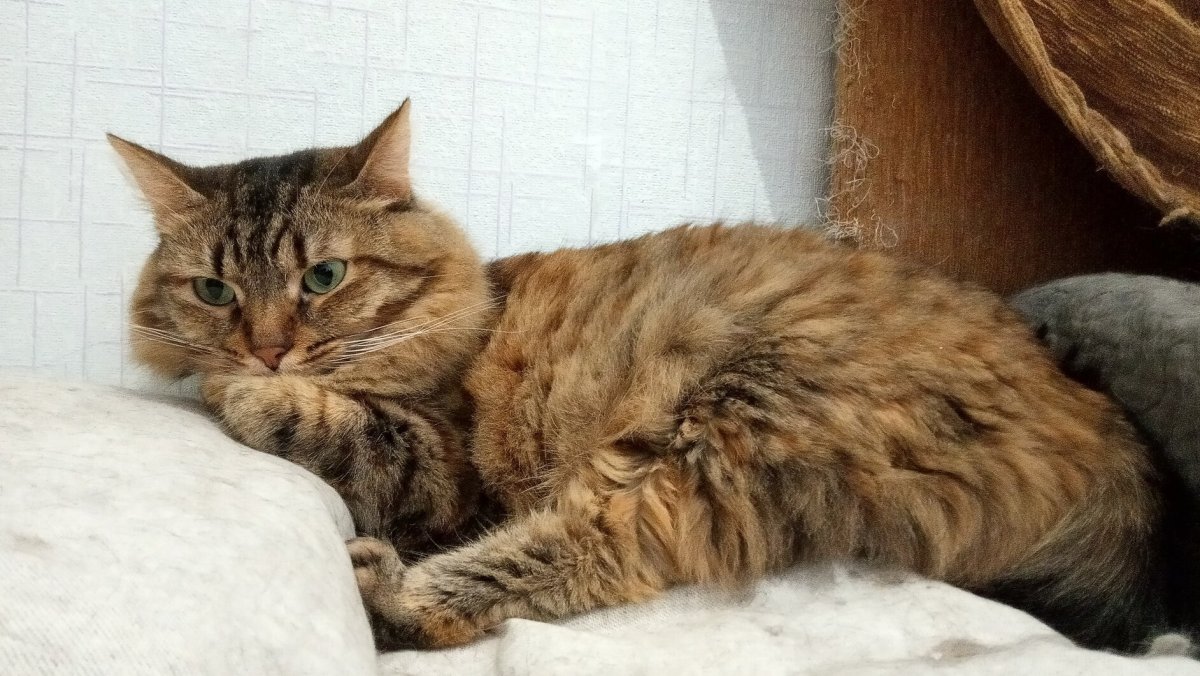 Европейская короткошерстная кошка полосатая