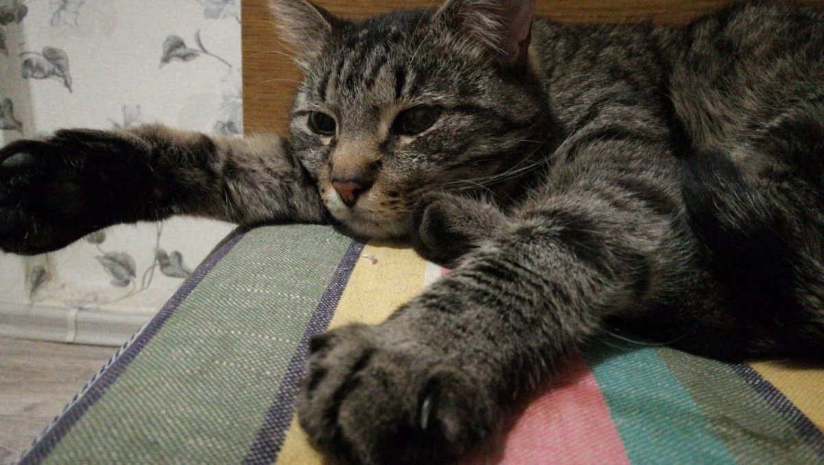 Котики шпротики