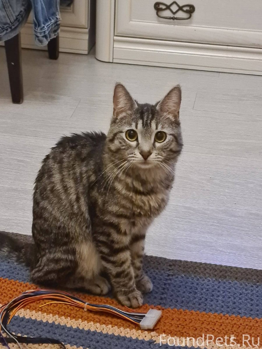 Шпротный кот