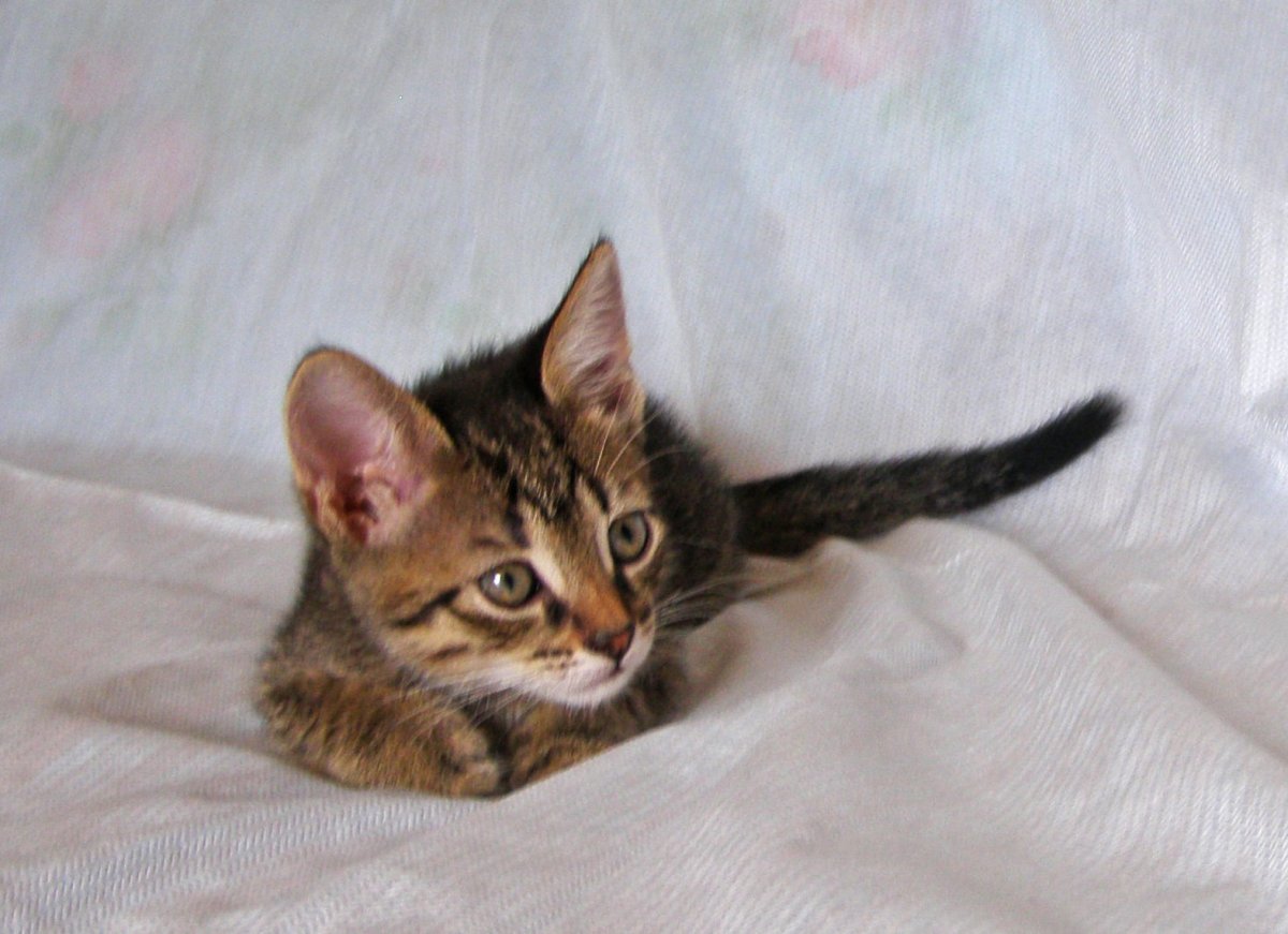 7 Котов 7 хвостов