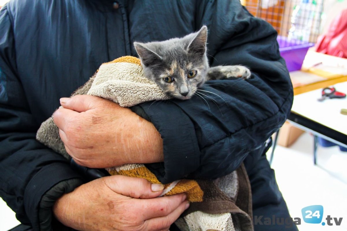 Шпротина порода