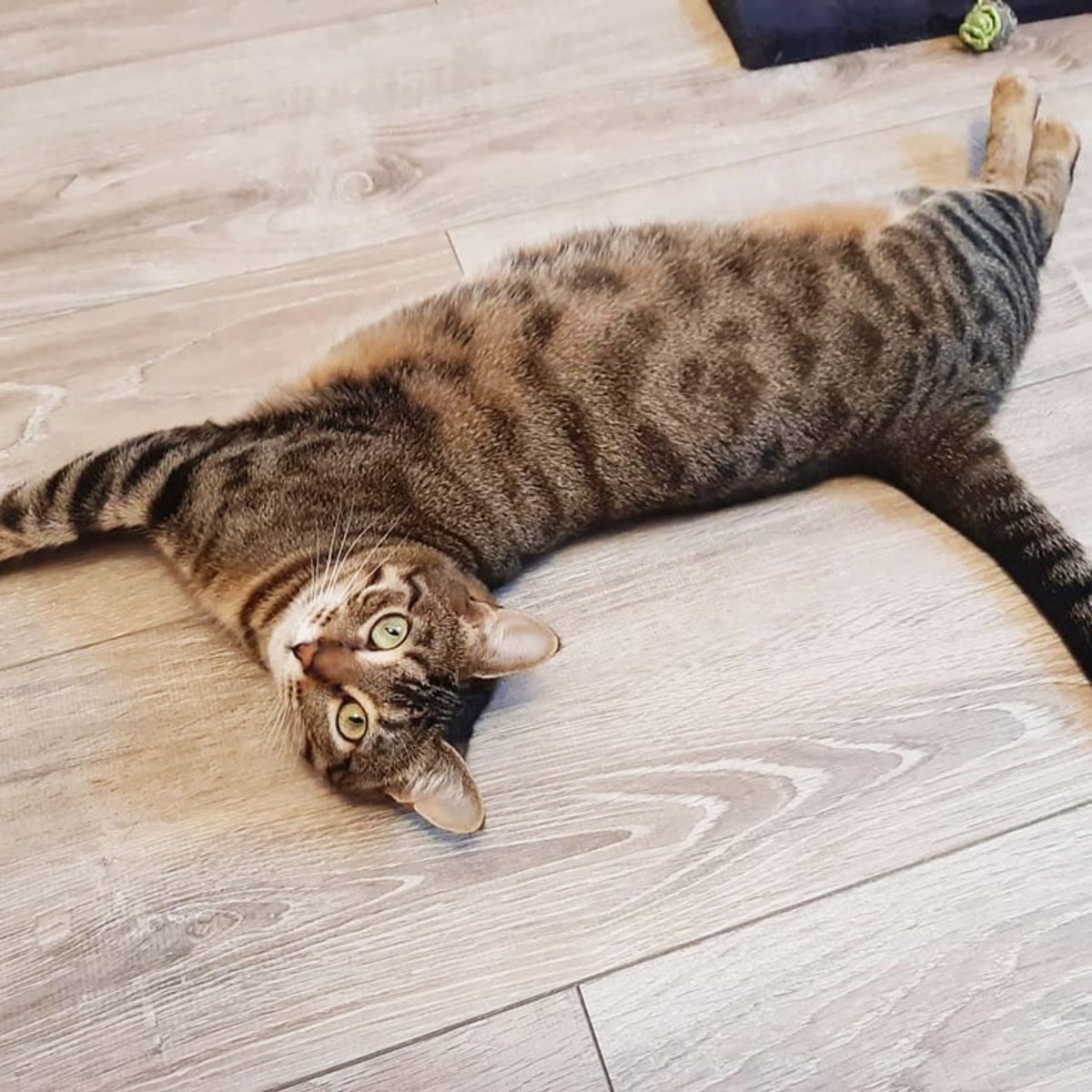 Кошка шпротинка