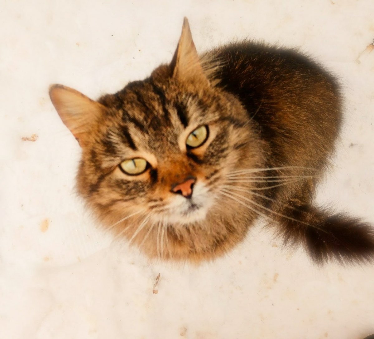 Кошка класс