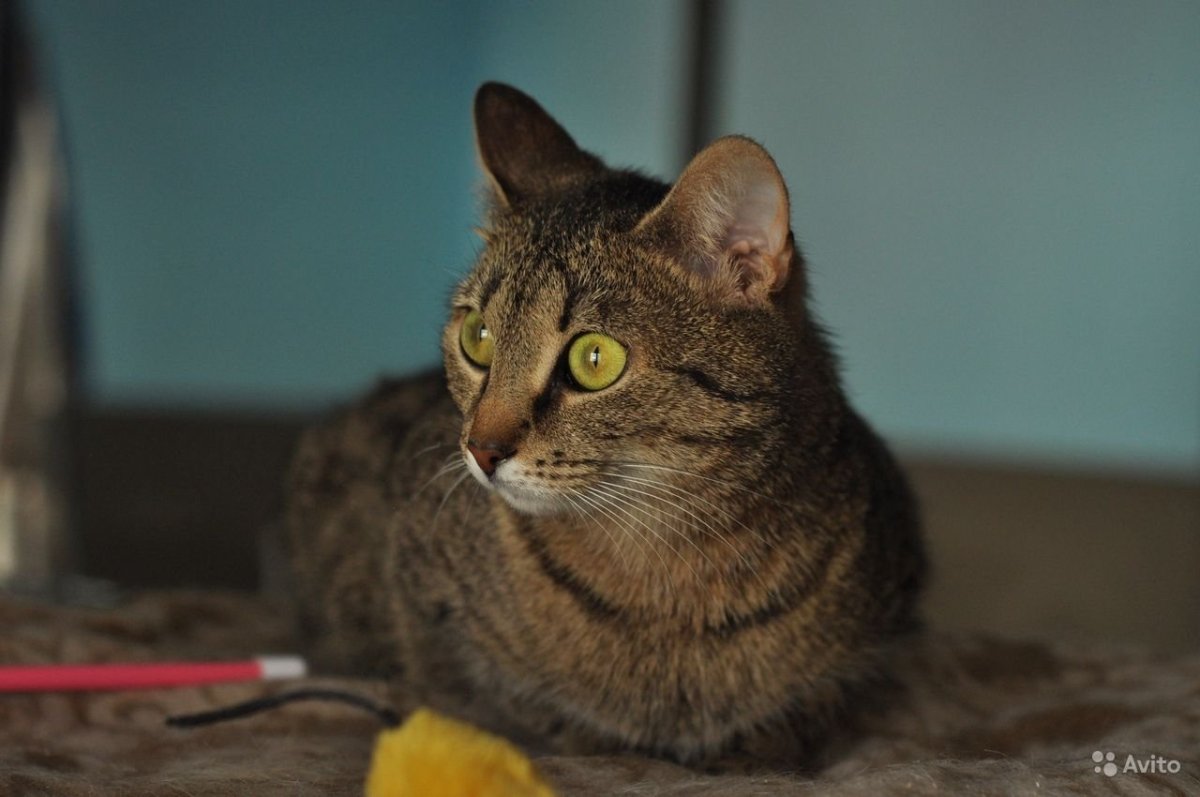 Кот шпротного окраса