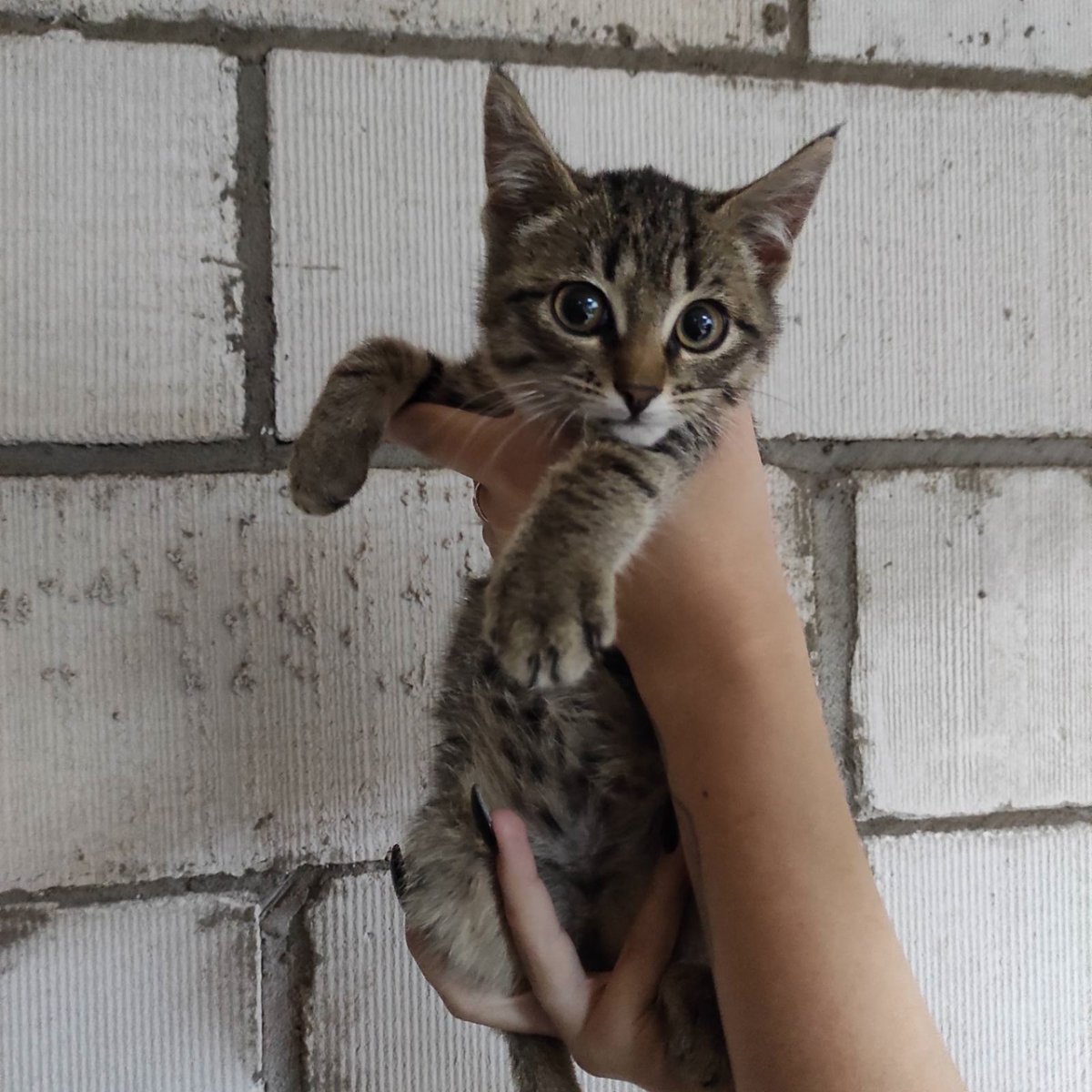 Европейская короткошерстная табби