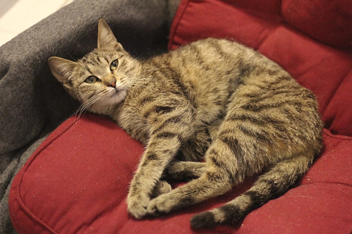 Табби макрель черепаховый