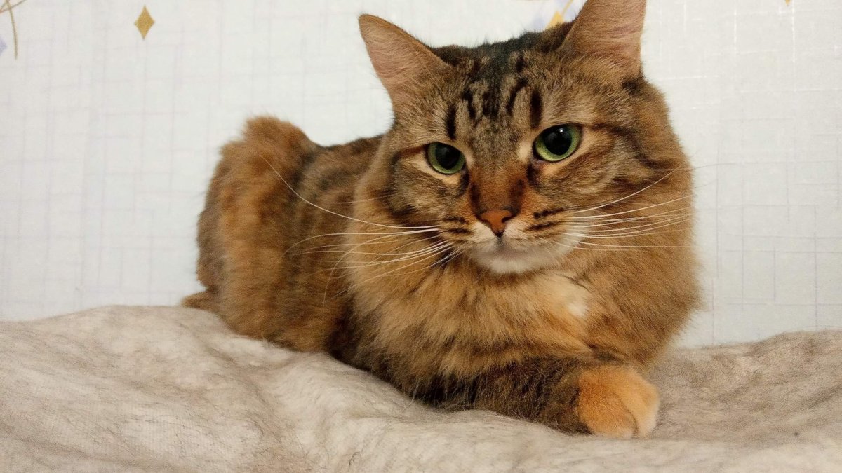 Канаани порода кошек