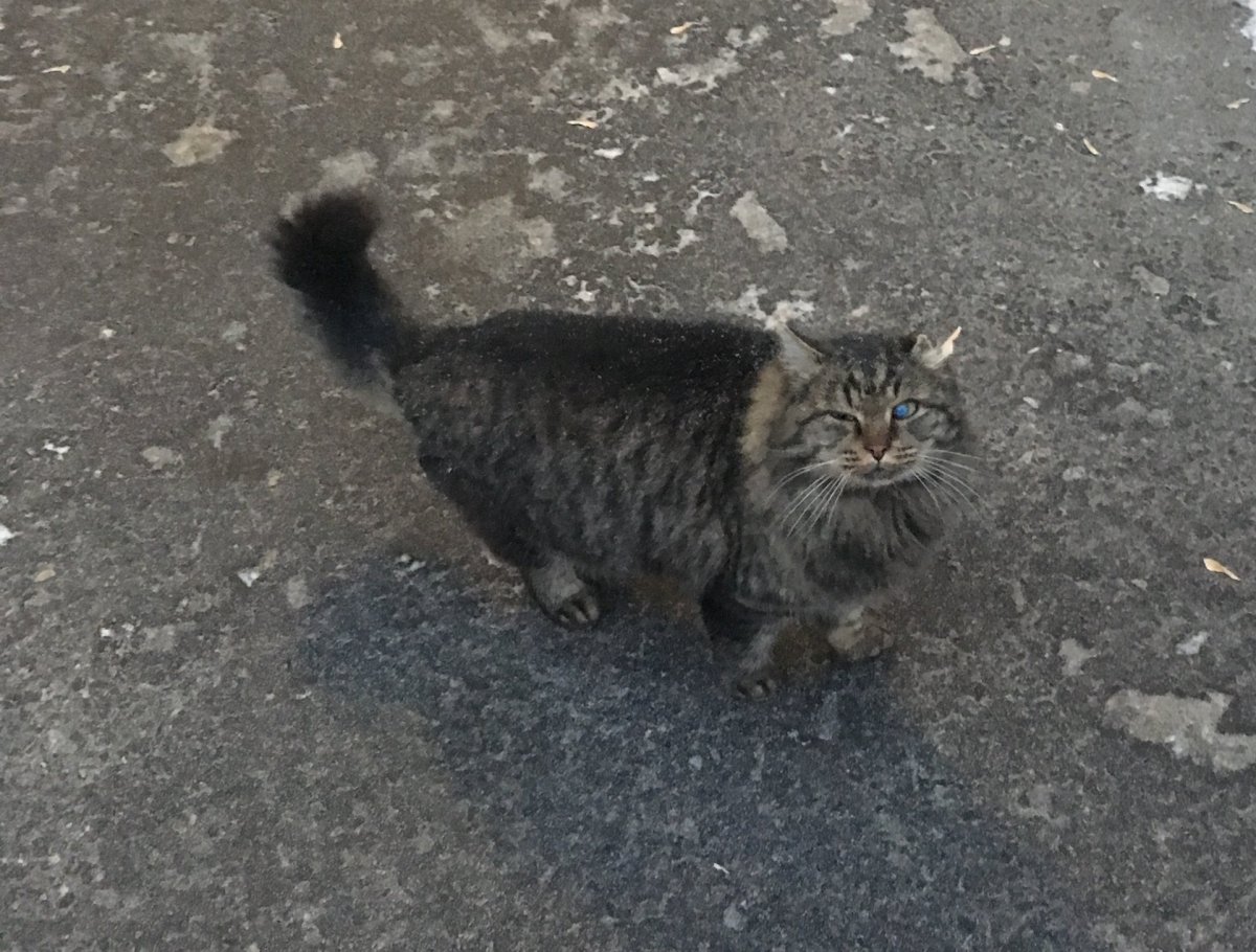 Шпротные котята