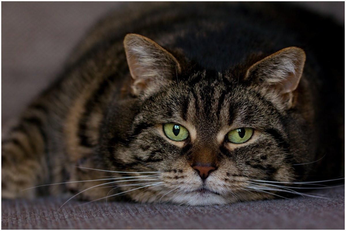 Шпротный окрас