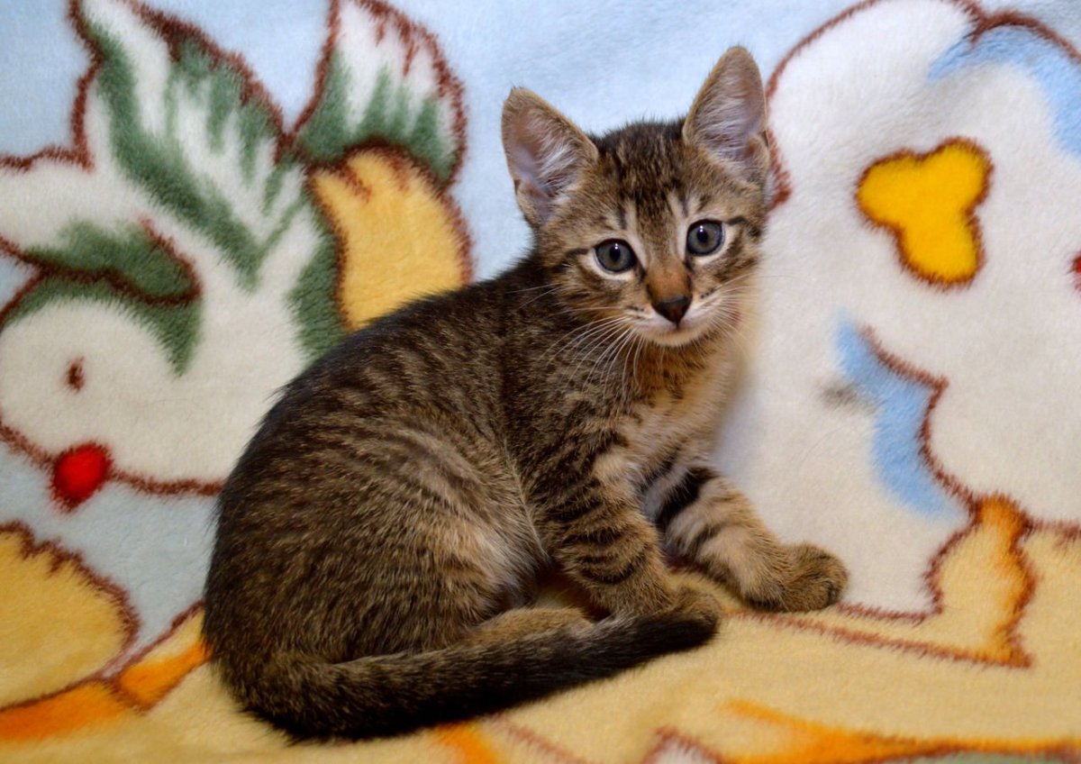 Котята шпроты