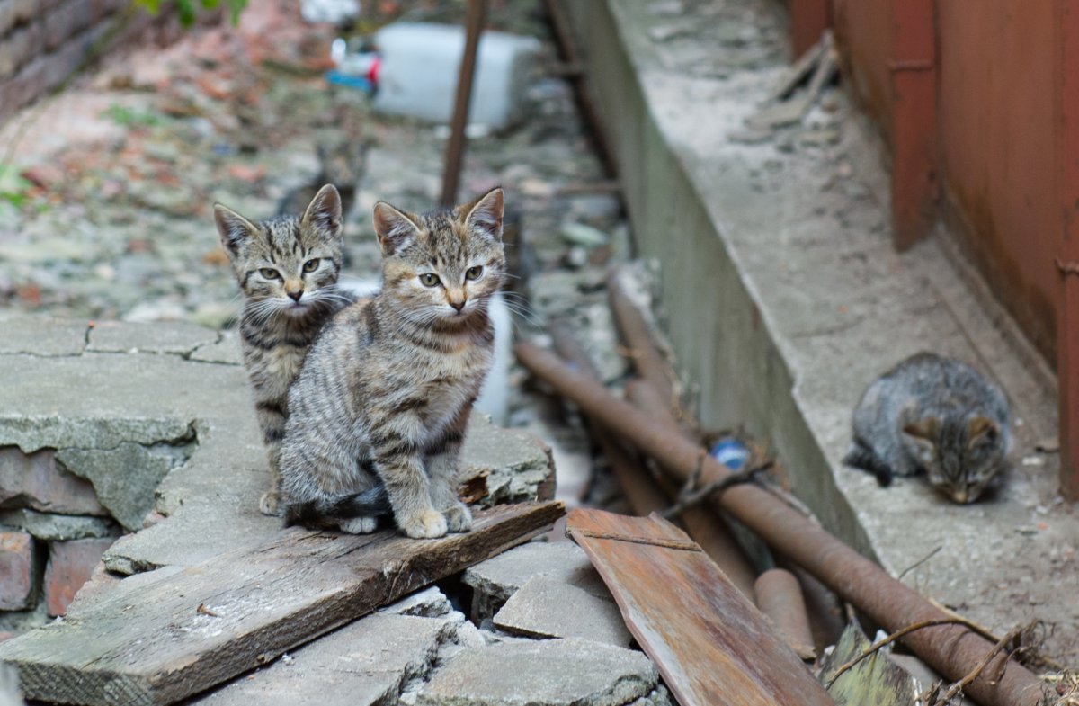 Кошка обыкновенная домашняя