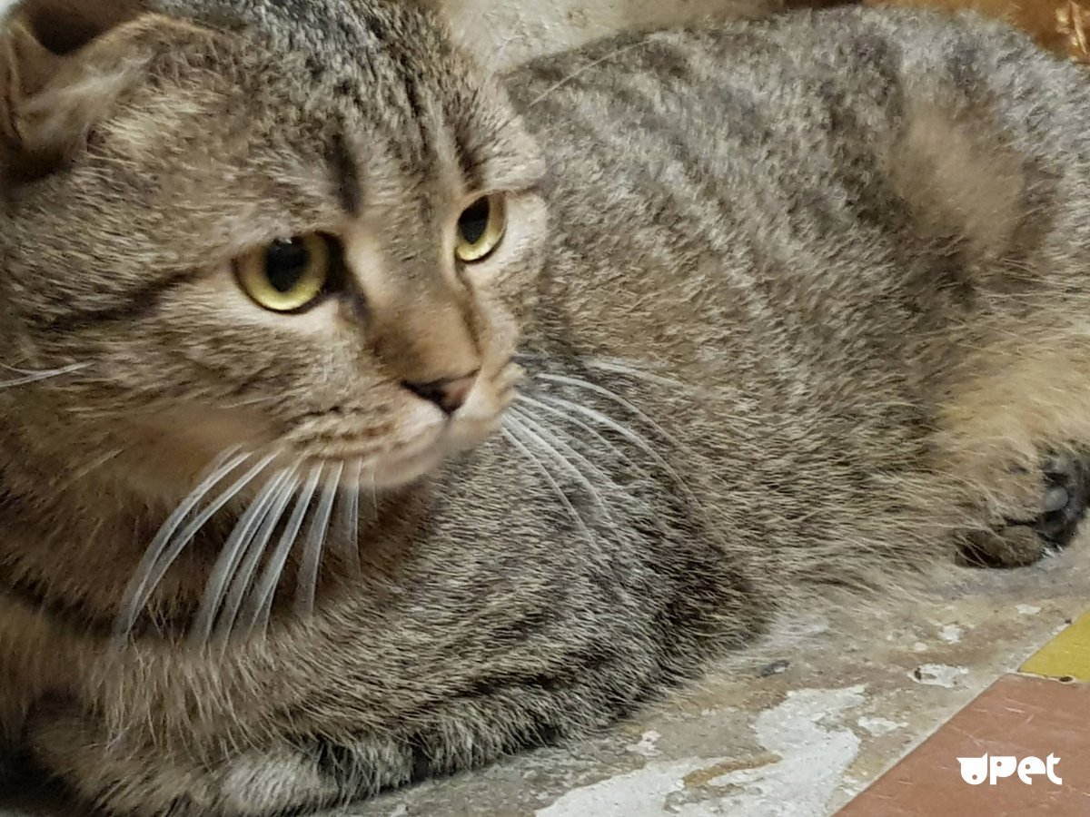 Шпротная кошка что значит