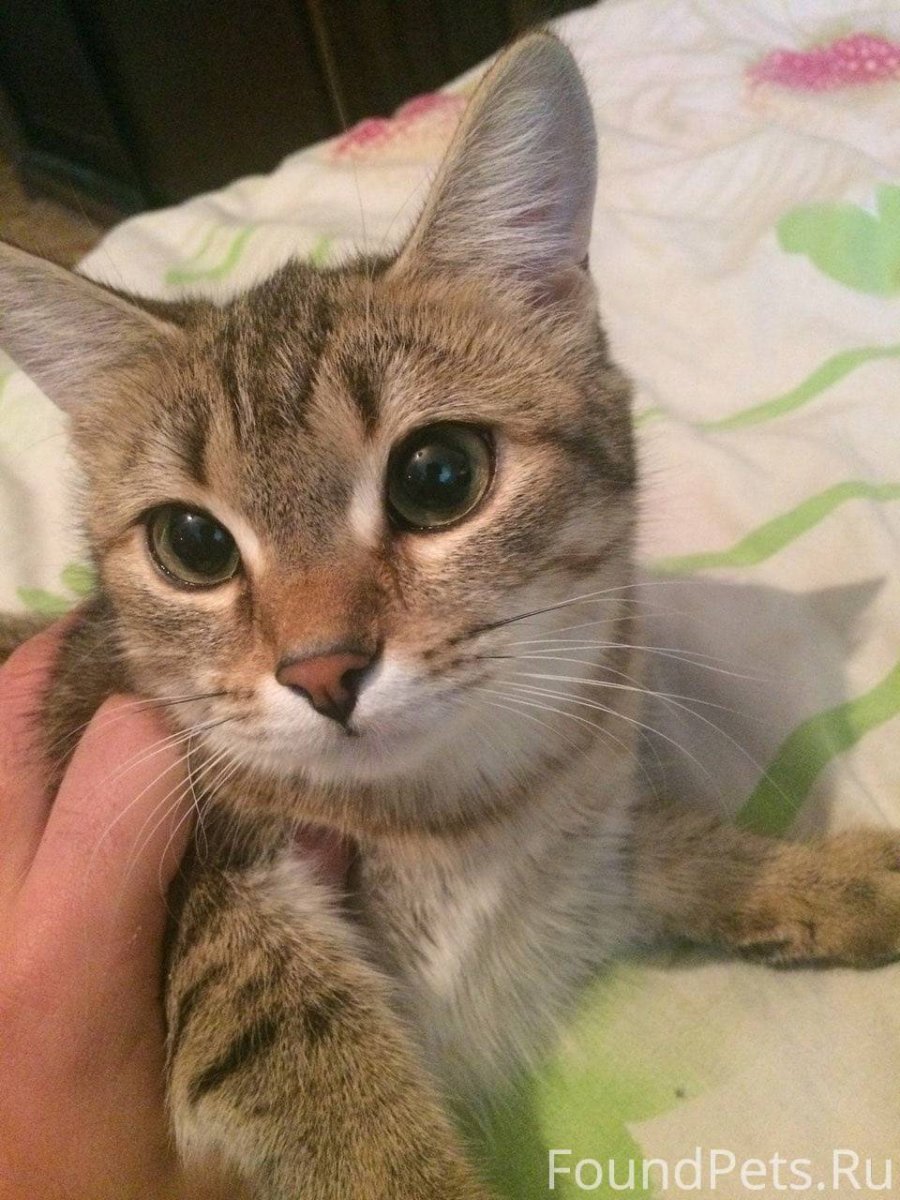 Кот породы метис