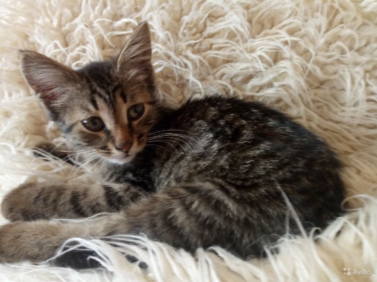 Котёнок расцветки шпротинка