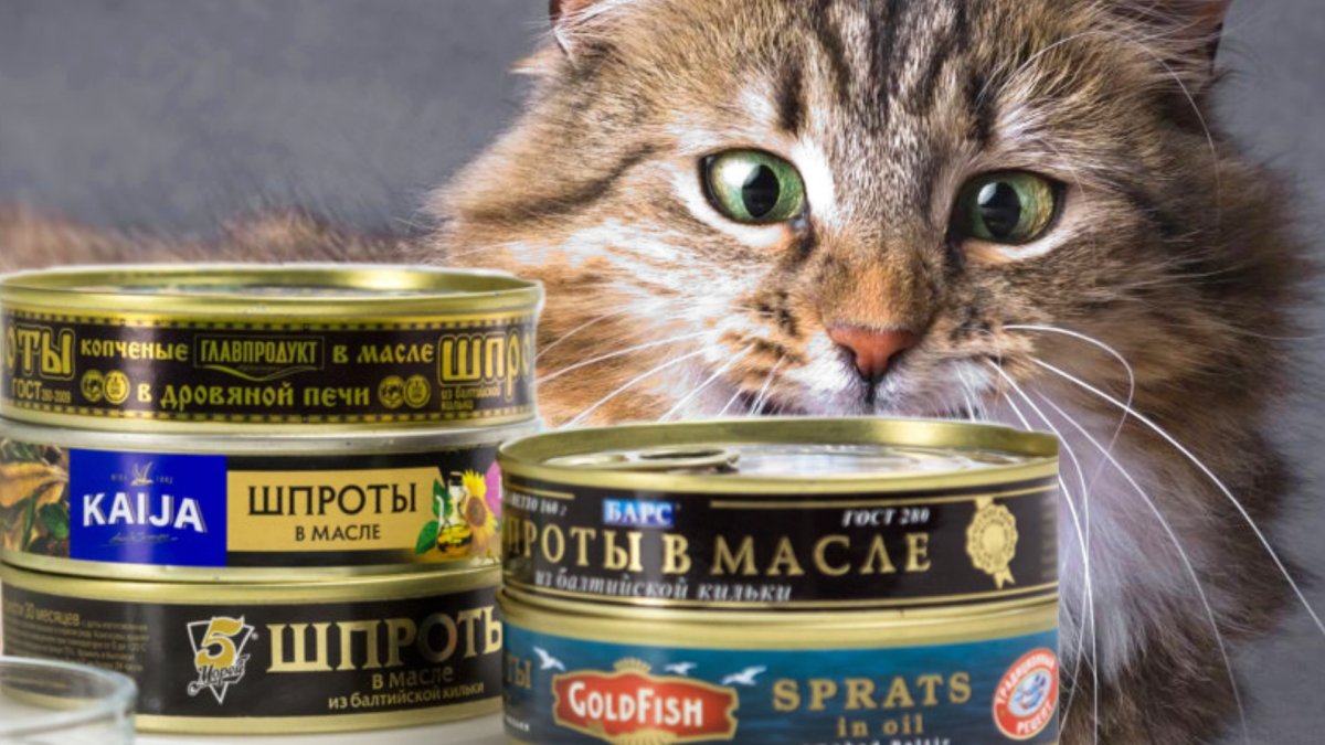 Бездомный кот на руках