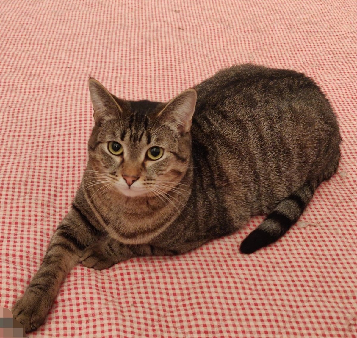 Шпротный кот