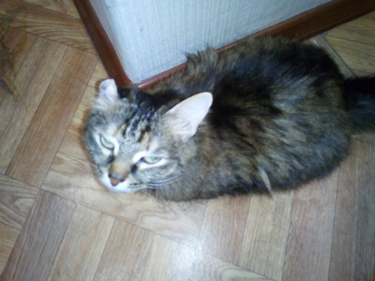 Четырехцветная кошка Клеопатра