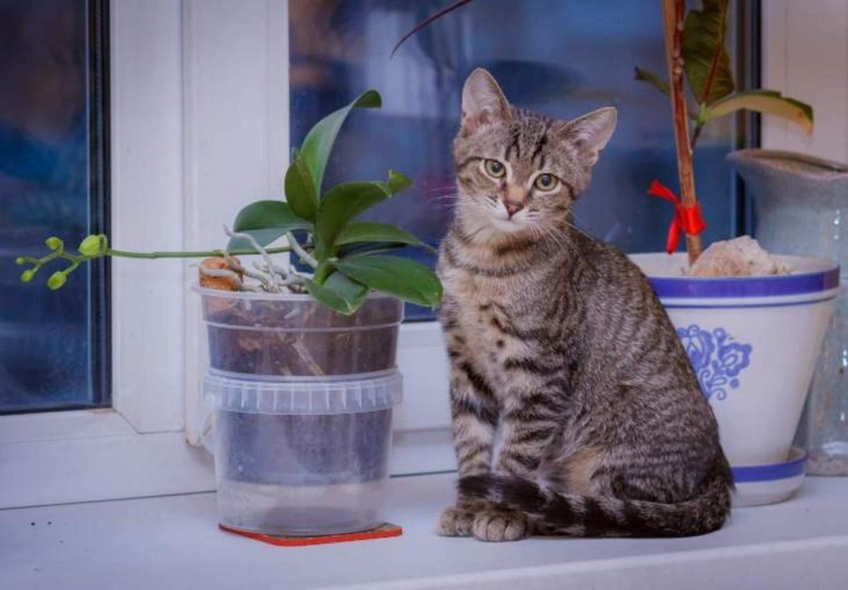 Шпротный окрас