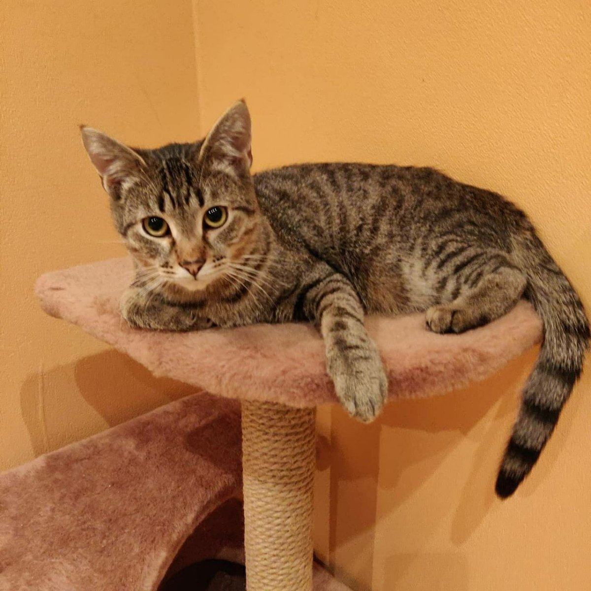 Потерялся крупный кот