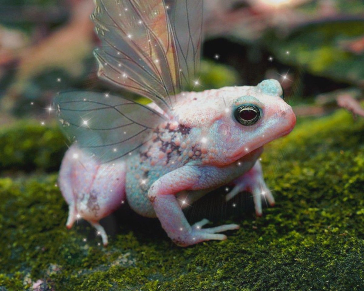 Лягушка с крыльями