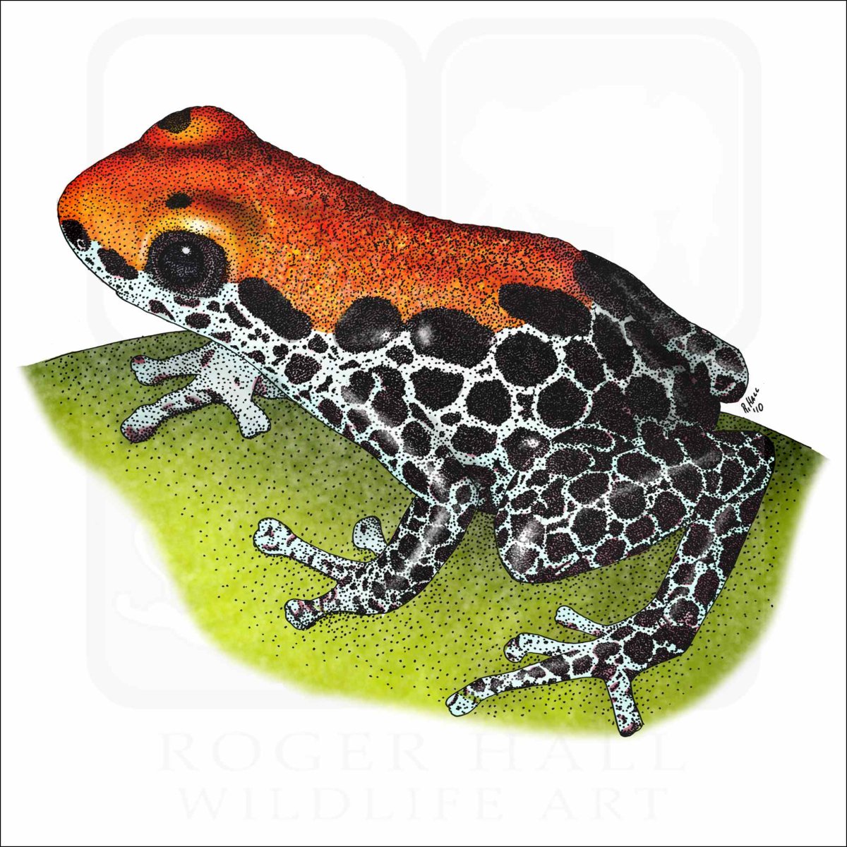 Лягушка древолаз рисунок