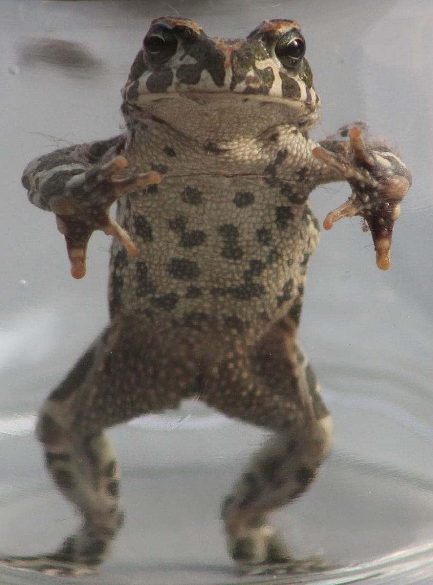 Пегая квакша