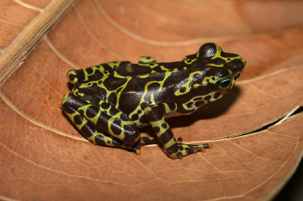 Лягушка с пятнами