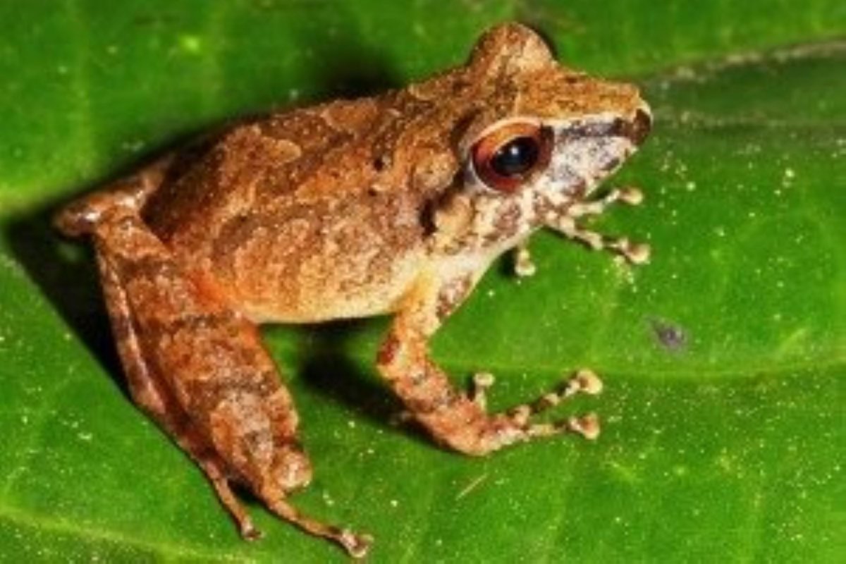 Лягушка Pristimantis mutabilis