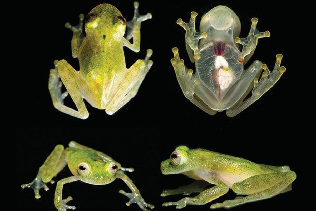 Клонирование лягушки 1962