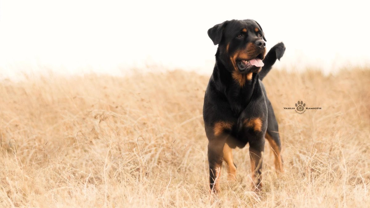 Золотистый ротвейлер