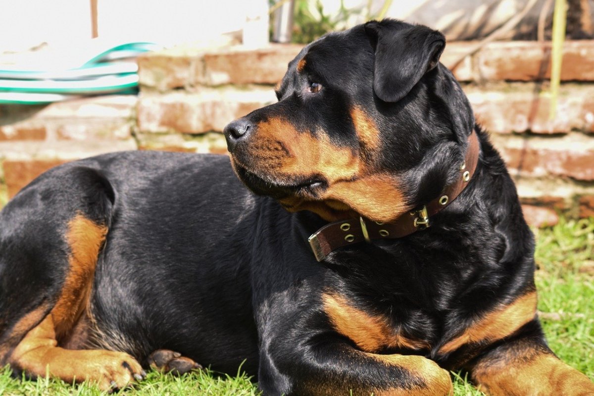 Шотландский ротвейлер